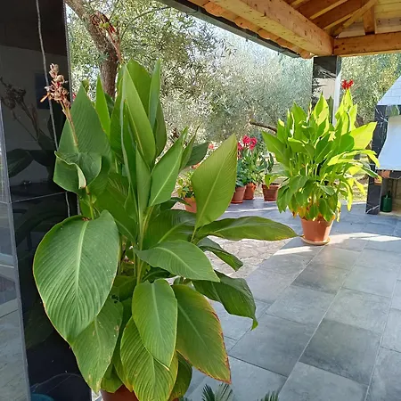 Olive Garden Apartman *